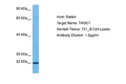 THOC7 Rabbit anti-Human, Polyclonal, Novus Biologicals 0.1 mL | Buy Online | Novus Biologicals | Fisher Scientific